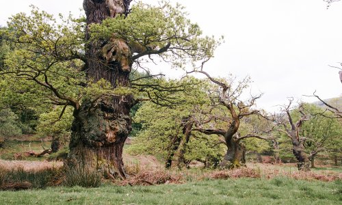 20180512 1091 sammcqueen