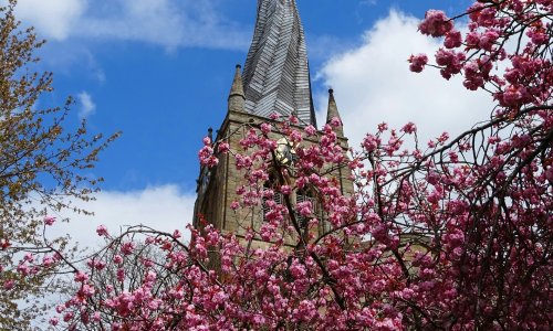 Chesterfield tree surgery services