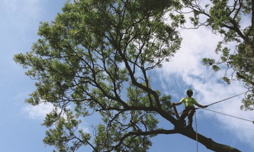 Treework square